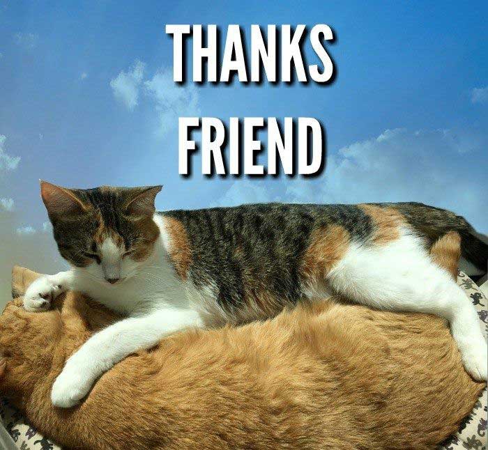 Thank You memes With Cats