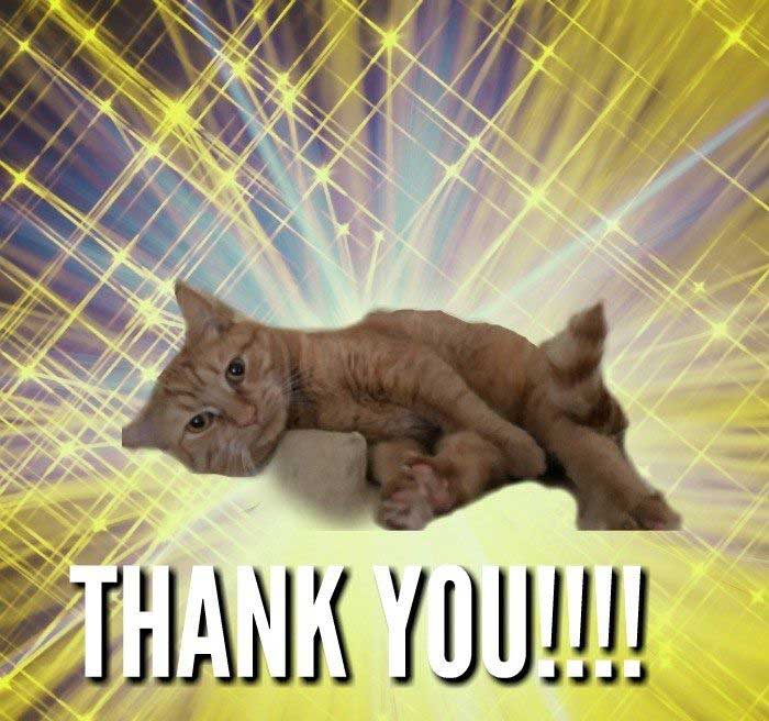 Thank You memes With Cats new